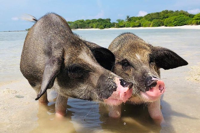 Pig Island Experience By Speed Boat, Snorkeling, Kayaking Relaxing on the Beach - Koh Mudsum / Pig Beach: rescued pigs, piglets, and crowd control