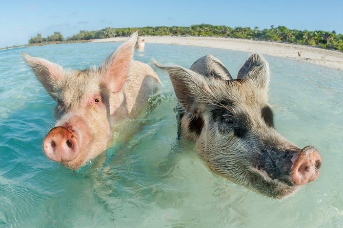 Pig Island Experience By Speed Boat, Snorkeling, Kayaking Relaxing on the Beach - Ko Mat Sum beach and kayaking: relaxing time with a hands-on option