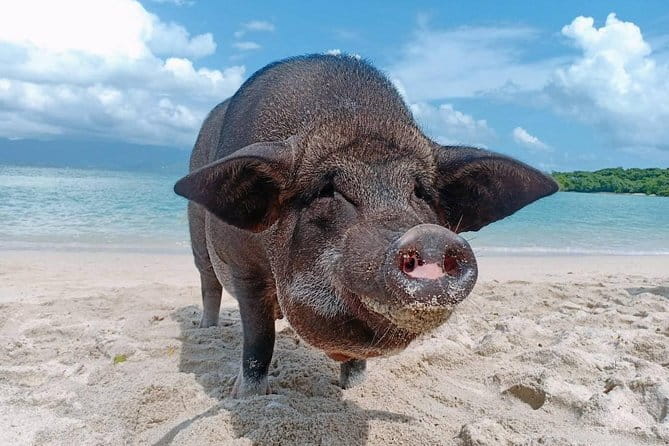 Pig Island & Koh Tan Tour by Speed Boat (Snorkeling & Kayaking) - Pig Island Pigs and Koh Tan Snorkeling: the 6-hour plan