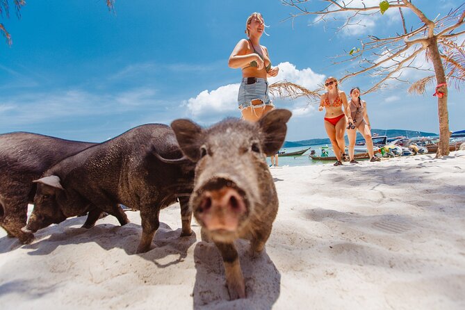 Pig Island Private Longtail Boat Trip From Koh Samui - Who should book this Pig Island longtail trip?