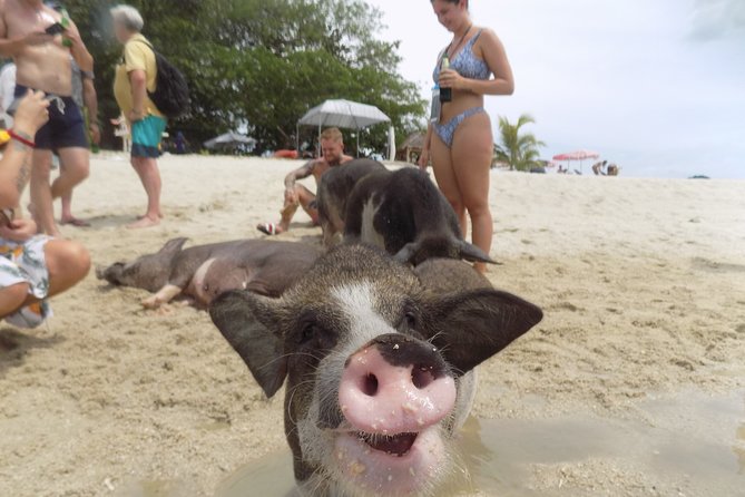 Pig Island Snorkeling & Sightseeing Tour By Speedboat From Koh Samui - Speedboat From Samui: Getting To Pig Island Without the Hassle