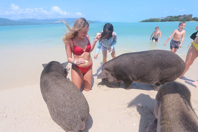 Pig Island Snorkeling & Sightseeing Tour By Speedboat From Koh Samui - Pig Island on Koh Madsum: Pigs, Beach Time, and Crowd Tradeoffs