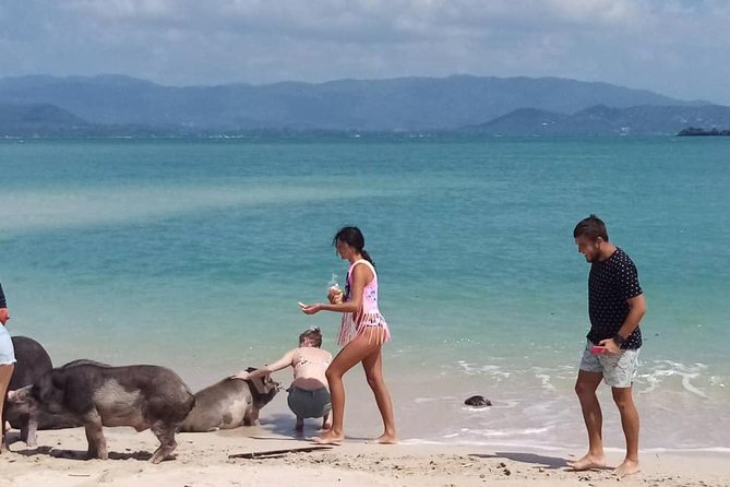 Pig Island Snorkeling & Sightseeing Tour By Speedboat From Koh Samui - Value for $47.62: Is It Worth It?