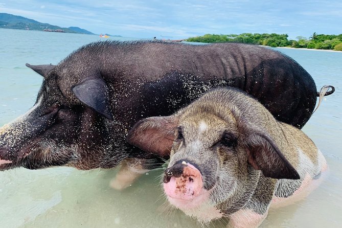Pig Island Snorkeling & Sightseeing Tour By Speedboat From Koh Samui - Koh Taen Snorkeling Stop: Koh Taen’s Coral Plan (and Its Reality Check)