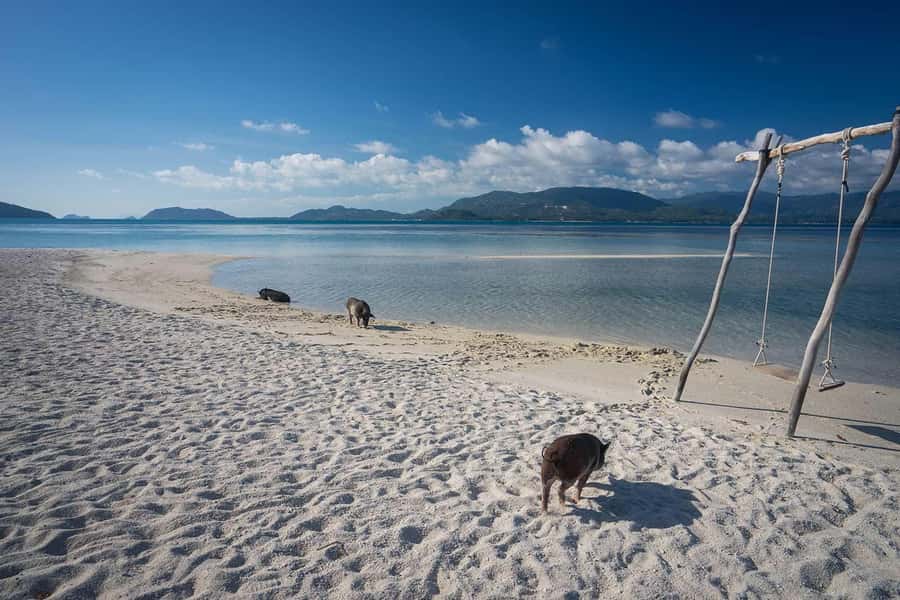 Pig Island(Koh Mudsum) and Koh Tan Half Day Snorkeling Tour - Key points before you go