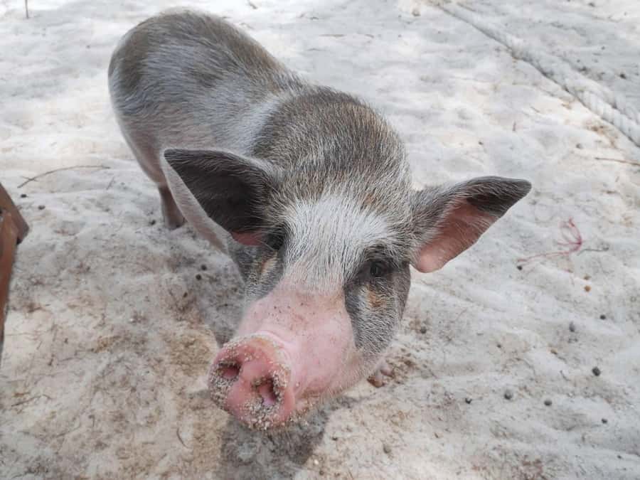 Pig Island(Koh Mudsum) and Koh Tan Half Day Snorkeling Tour - Koh Mudsum (Pig Island): The Friendly, Surprisingly Wholesome Start