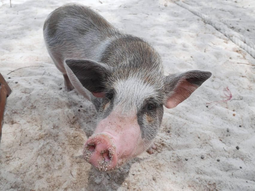 Pig Island(Koh Mudsum) and Koh Tan Half Day Snorkeling Tour - Morning vs Afternoon: Which Session Fits Your Day