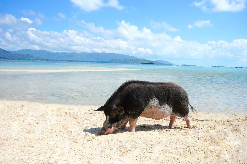 Pig Island(Koh Mudsum) and Koh Tan Half Day Snorkeling Tour - Price and Value: Is $64 Worth It?