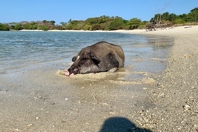 Pigs Island exclusive Semi VIP - Why this semi VIP speed-boat day feels different from a basic tour