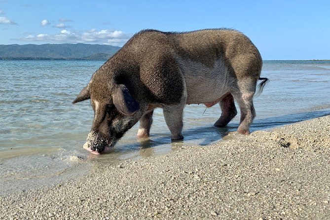 Pigs Island exclusive Semi VIP - Laemsor Pagoda: the quick photo stop that actually makes the cruise feel special