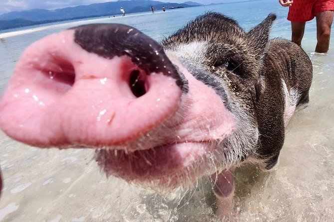 Pigs Island exclusive Semi VIP - Price and value: what $60.09 buys beyond the boat ride