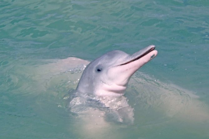 Pink Dolphin Spotting & Pig Island Speedboat Tour From Koh Samui - The Real-World Dolphin Odds: What You Should Expect on the Water