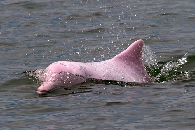 Pink Dolphin Spotting & Pig Island Speedboat Tour From Koh Samui - Koh Tan Snorkeling: Coral Reef Time With Gear and English Instruction