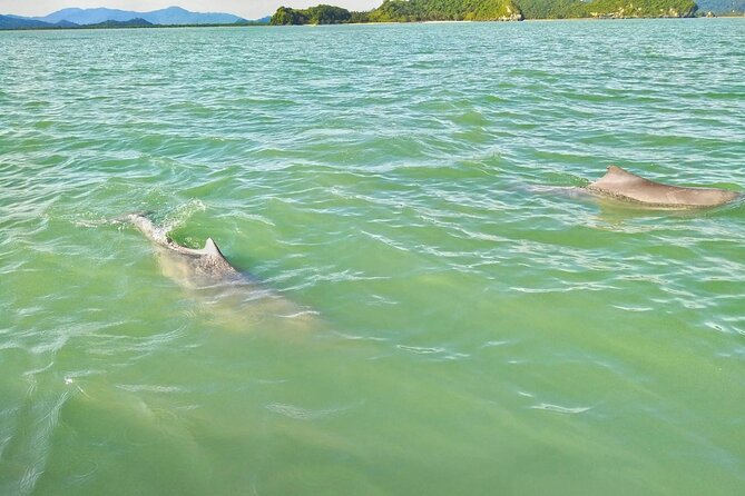 Pink Dolphin Spotting & Pig Island Speedboat Tour From Koh Samui - Pig Island (Koh Madsum): Semi-Wild Pigs, Beach Time, and Kayak Options