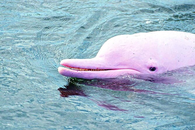 Pink Dolphin Spotting & Pig Island Speedboat Tour From Koh Samui - Value Check: Is $87.19 Worth It From Koh Samui?