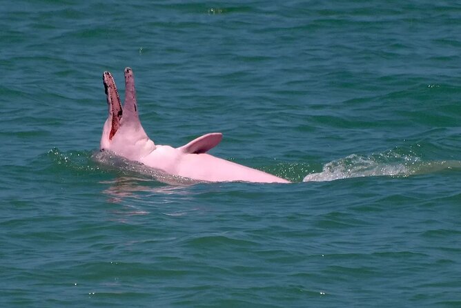 Pink Dolphin Spotting & Pig Island Speedboat Tour From Koh Samui - Logistics That Matter: Timing, Meeting Point, and Group Size