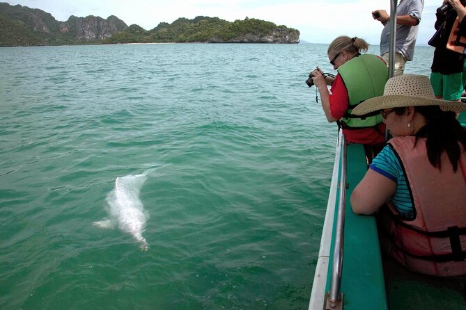 Pink Dolphin Spotting & Pig Island Speedboat Tour From Koh Samui - Who Should Book This Tour (and Who Should Skip It)