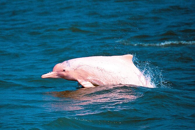Pink Dolphin Spotting & Pig Island Speedboat Tour From Koh Samui - Speedboat to Khanom: Pancake Rock Views, Mainland Lunch, and Swimming Time