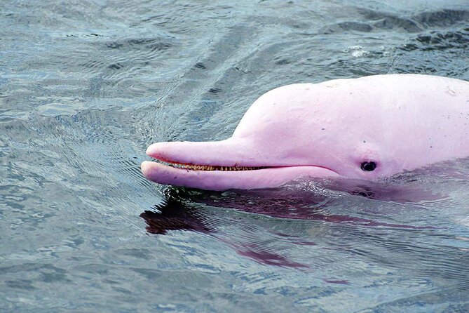 Pink Dolphin Spotting & Snorkelling Day Tour At Pigs Island - Khanom Beach is the dolphin target zone (and it matters)