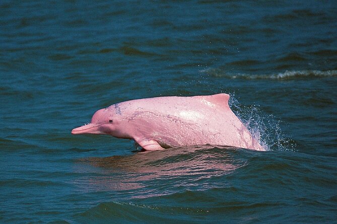 Pink Dolphin Spotting & Snorkelling Day Tour At Pigs Island - Koh Tan snorkeling: pretty fish, but don’t assume perfect coral