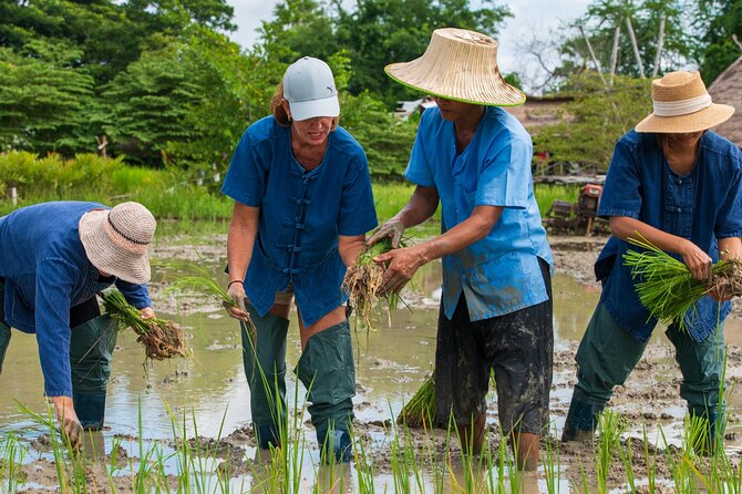 Plough to Plate: Be A Rice Farmer in Phetchaburi from Hua Hin - Key highlights before you go