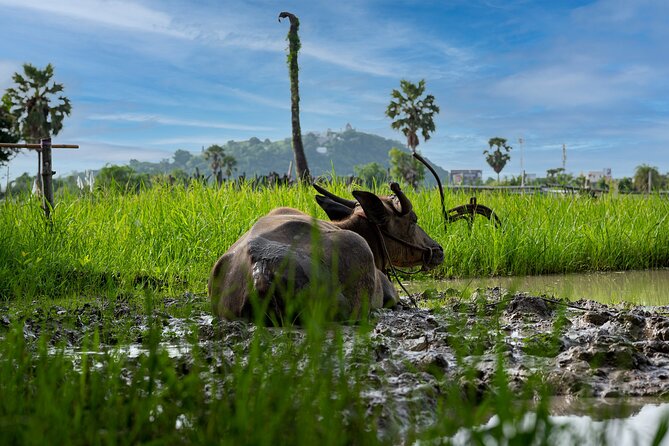 Plough to Plate: Be A Rice Farmer in Phetchaburi from Hua Hin - Price and value: why $83 is more than a “cute farm visit”