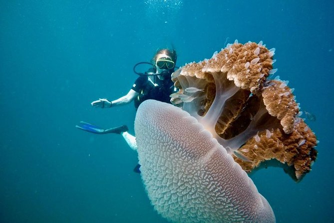 Premium Guided Scuba Diving Day Trip for Certified Divers - Phuket From Chalong: the 8:00 AM Start That Keeps the Day Simple