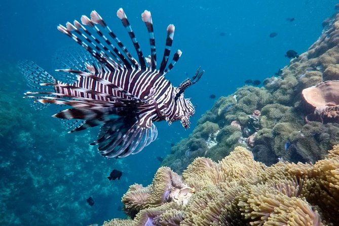Premium Guided Scuba Diving Day Trip for Certified Divers - What You’ll See: Coral Gardens, Walls, and Shipwreck-Style Scenery