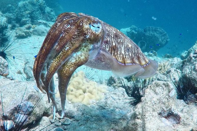 Premium Guided Scuba Diving Day Trip for Certified Divers - Food, Water, and the No Single-Use Plastic Water Plan