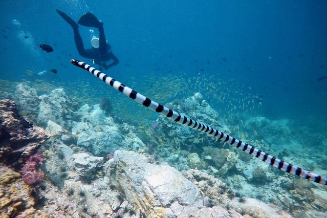 Premium Guided Scuba Diving Day Trip for Certified Divers - Price and Value in Phuket: What $162.24 Really Buys