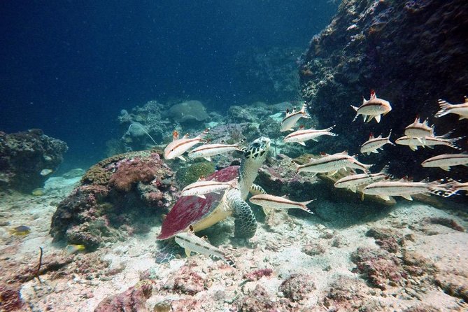 Premium Guided Scuba Diving Day Trip for Certified Divers - A Boat for Small Groups: Why This Phuket Setup Feels Calmer Underwater