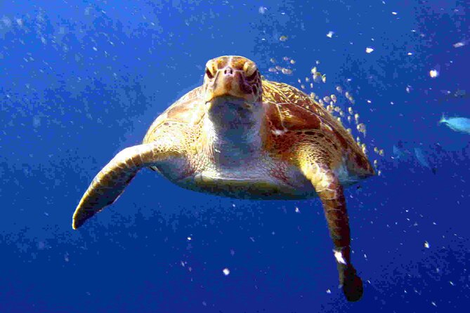 Private diving on shared trip at Racha Noi and Racha Yai from Phuket incl. lunch - Racha Yai and Racha Noi: what wildlife you can spot