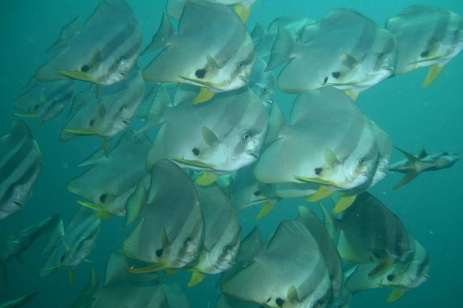 Private diving on shared trip at Racha Noi and Racha Yai from Phuket incl. lunch - Instructor ratio (2:1): the difference you’ll feel in the water