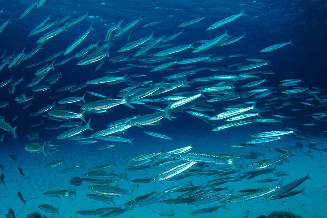 Private diving on shared trip at Racha Noi and Racha Yai from Phuket incl. lunch - Stop 1: Ko Racha Noi and the first reef moments