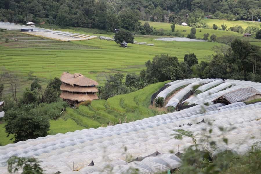 Private Doi Inthanon With Trekking Pha Dok Siew Nature Trail - Rak Jung Waterfall: When a Forest Breaks Into a Swimming Option