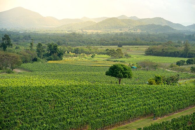Private Experience of Wine Tasting Hua Hin in Monsoon Valley - Stop 2: Monsoon Valley Vineyard and the tropical-grape lesson