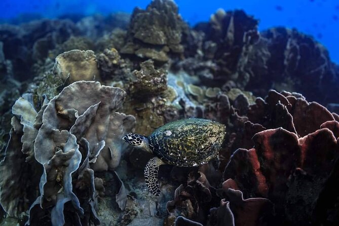 Private Snorkeling trip at Koh Kood - A 7-hour Private Snorkeling Day on Koh Kood’s Reef Circuit