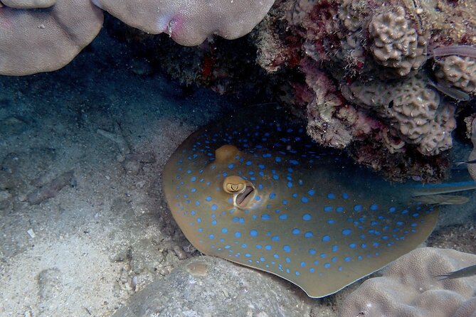 Private Snorkeling trip at Koh Kood - The Morning Briefing: Learn Names, Learn Safety