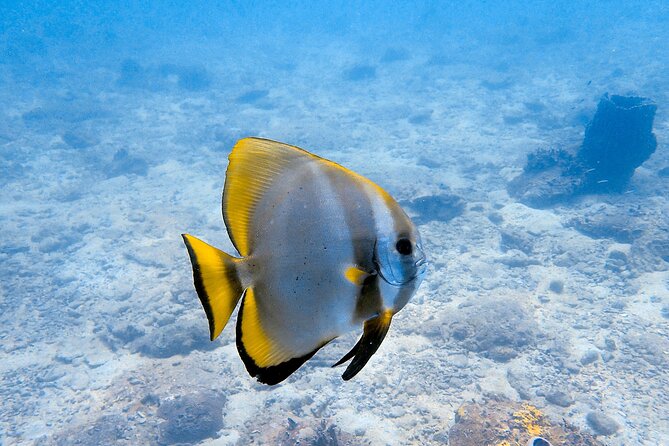 Private Snorkeling trip at Koh Kood - What You’ll See: Colorful Reef Fish (With Names to Match)