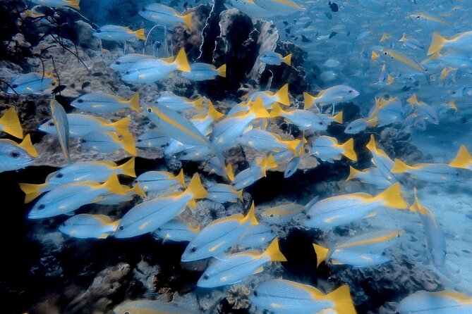 Private Snorkeling trip at Koh Kood - Boat Time You’ll Actually Look Forward To