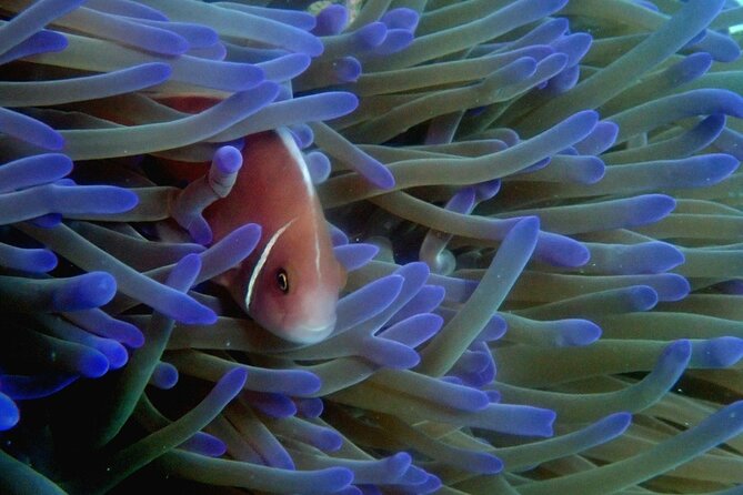 Private Snorkeling trip at Koh Kood - Equipment and Safety: Comfort for First-Timers and Families