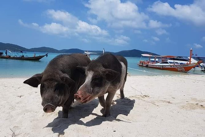 Private Speedboat Koh Tan & Pig Island Snorkeling from Samui - Pig Island entrance fee and the lunch setup that keeps the day easy