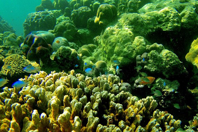 Private Surin Islands Longtail Boat Tour - Beaches, lunch, and park downtime between swims