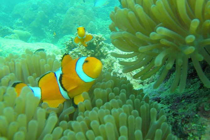 Private Surin Islands Longtail Boat Tour - Meeting in Khao Lak and the 10-hour day plan