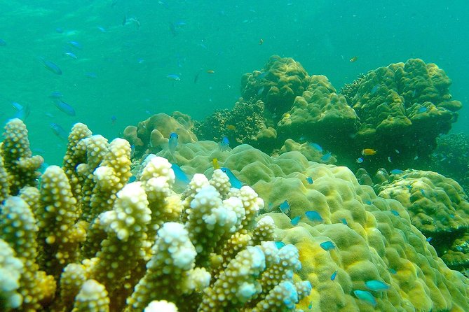 Private Surin Islands Longtail Boat Tour - Price and value: what $307.78 buys you