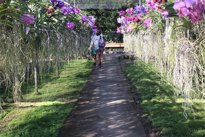 Private tour] Perfect day! Sticky waterfall + ChiangDao Cave + Wat BandenTemple - Sticky Waterfall (Bua Thong): the fun part, but timing is the trap