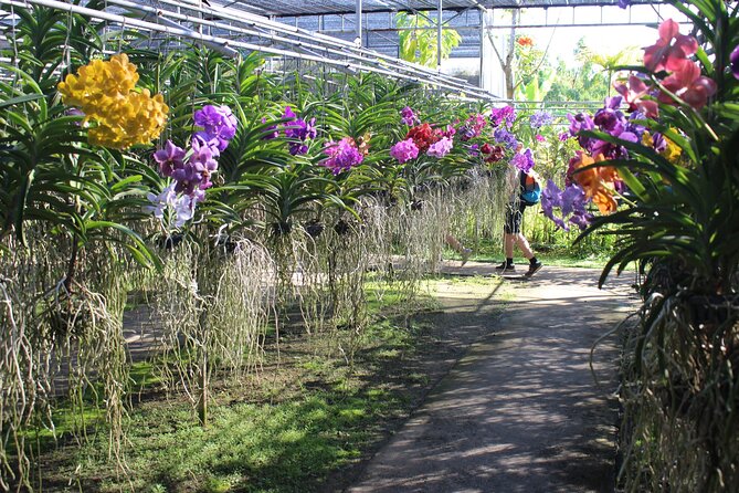 Private tour] Perfect day! Sticky waterfall + ChiangDao Cave + Wat BandenTemple - Orchid and Butterfly Farm: the gentle start you’ll thank yourself for