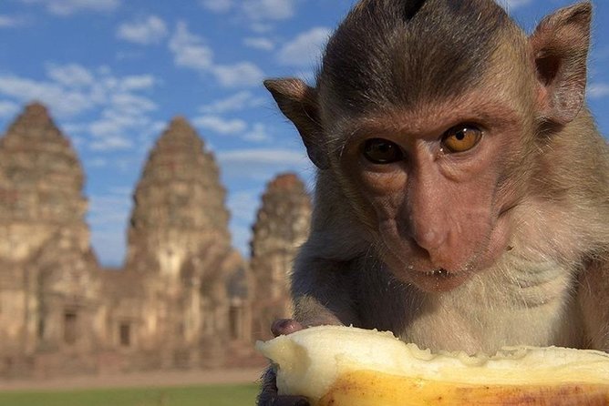 Private tour to Ayutthaya and Lopburi Monkey Temple (from Bangkok) - Phra Prang Sam Yod (Monkey Temple): How to Enjoy the Macaques Safely