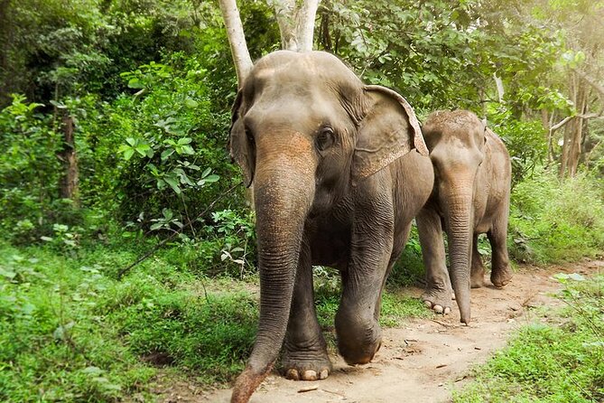 Private Tour to Kanchanaburi Death Railway and Elephant Haven - Key Highlights Worth Getting Excited About