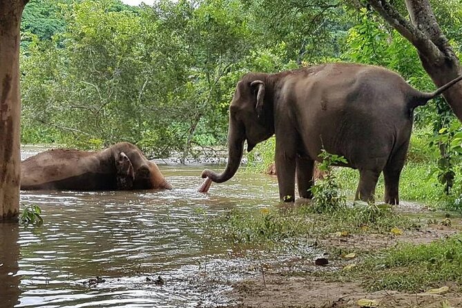 Private Tour to Kanchanaburi Death Railway and Elephant Haven - Lunch in Kanchanaburi: Included and Surprisingly Useful